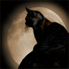 Черная кошка в сиянии луны