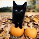 Черный котенок и тыквы