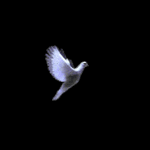 Летящий белый голубь