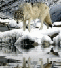 Волк у воды