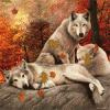 Волки в осеннем лесу