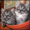 Кошки-двойняшки