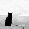 Белая пустыня черной кошки