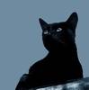 Любопытная черная кошка
