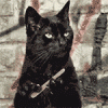 Маникюр для черной кошки