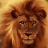 Лев, царь зверей