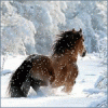 Конь в снегу