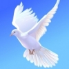 Белый голубь в небе